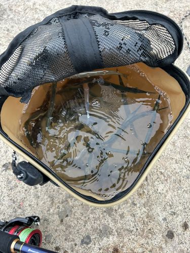 サヨリの釣果