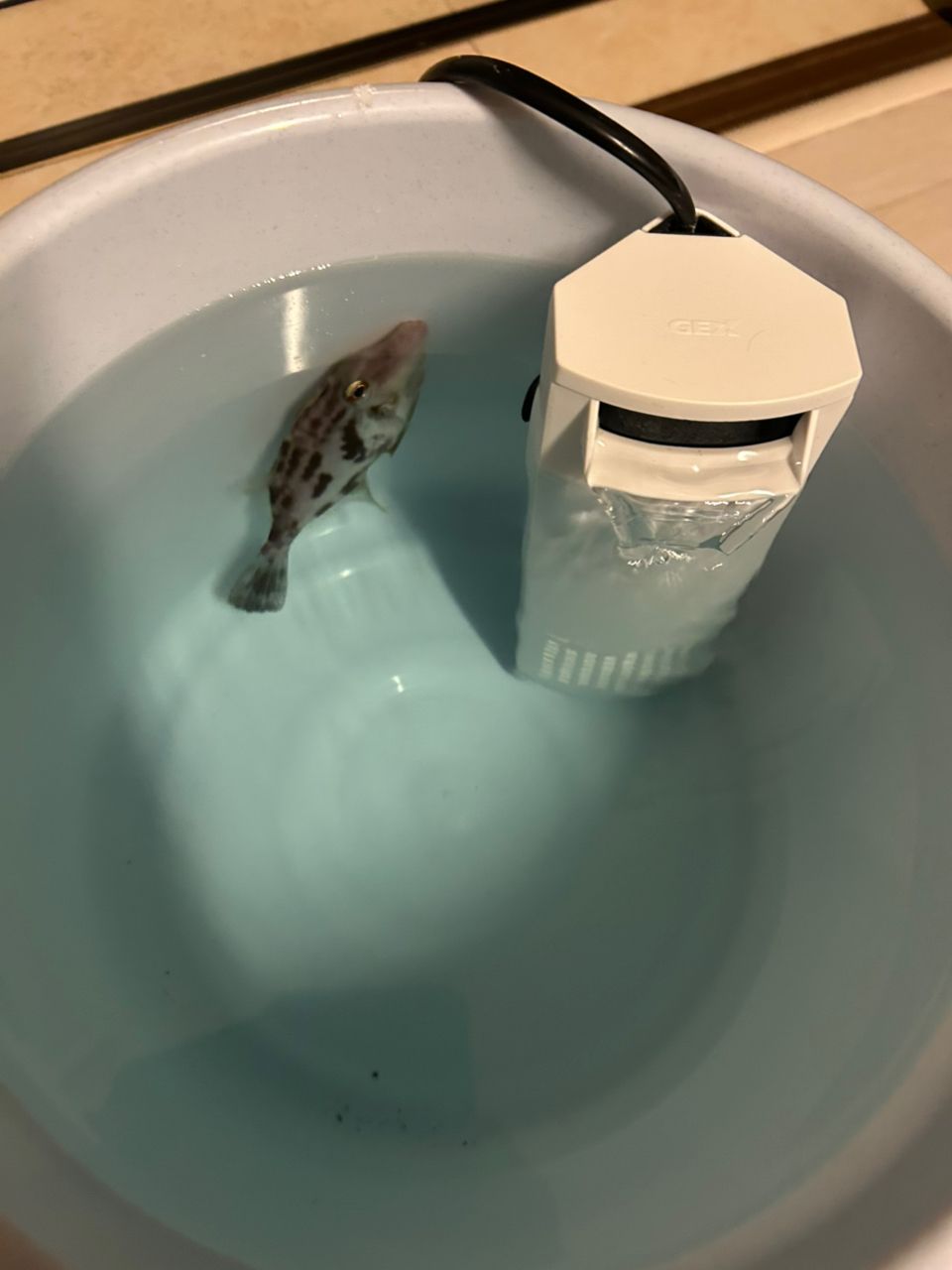 サヨリ