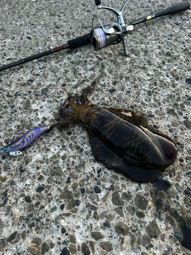 アオリイカの釣果