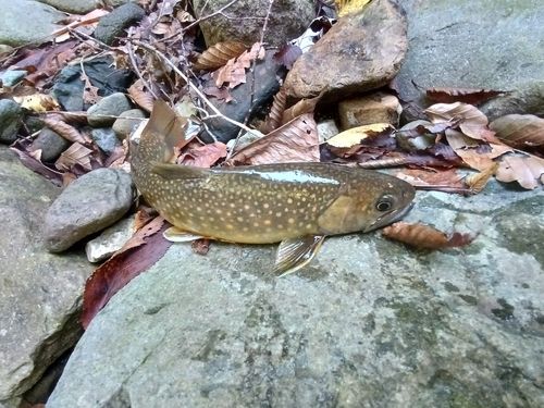 ニッコウイワナの釣果