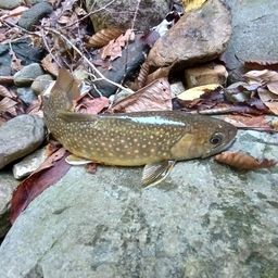 ニッコウイワナ