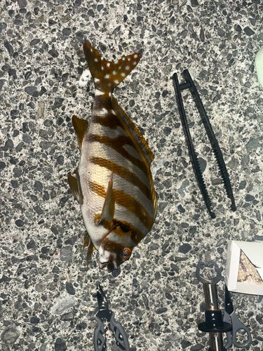 タカノハダイの釣果