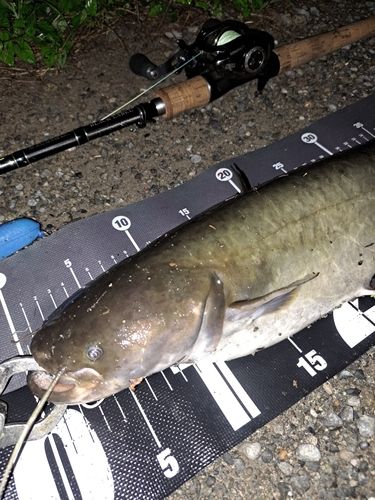 ナマズの釣果