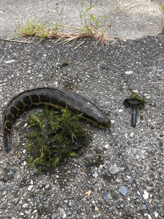 ライギョの釣果