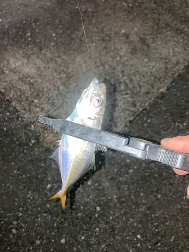 博多湾