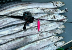 タチウオの釣果