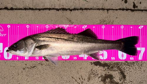 シーバスの釣果