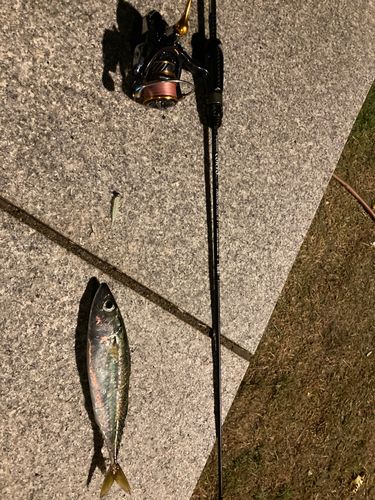 サバの釣果