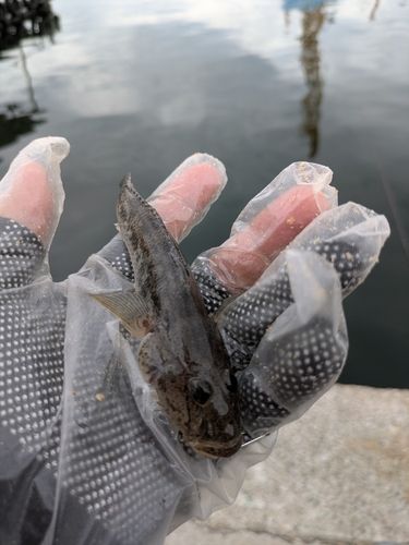 ハゼの釣果