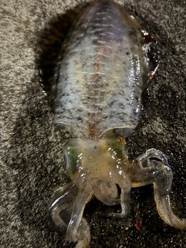 英虞湾