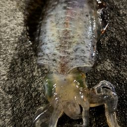 アオリイカ