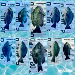 メジナの釣果