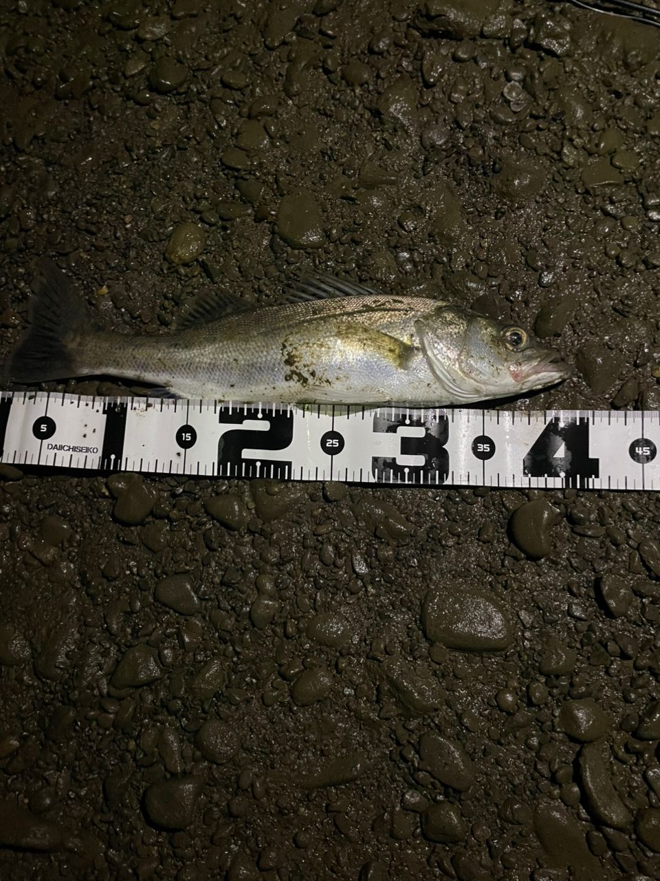 DAIWA 23シーバスフラット X 96MLの最安値・インプレ・釣果