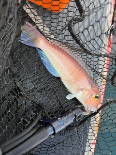 アカアマダイの釣果