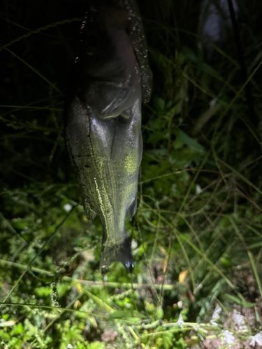 セイゴ（タイリクスズキ）の釣果