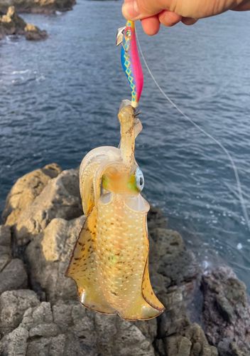 アオリイカの釣果