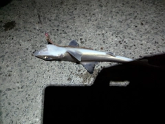 サメの釣果