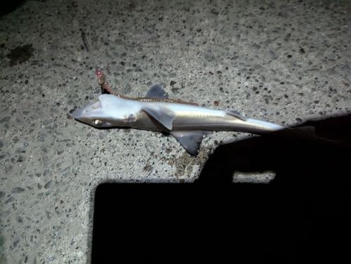 サメの釣果