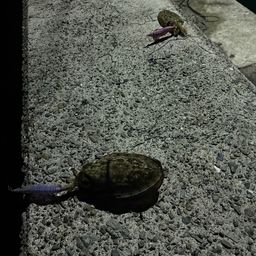 コウイカ