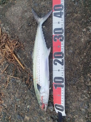 サゴシの釣果