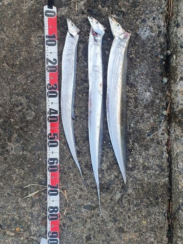 タチウオの釣果