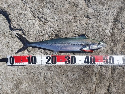 サゴシの釣果