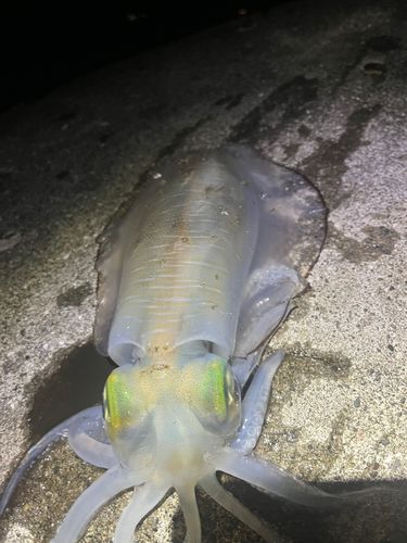 釣果