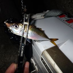 アジ