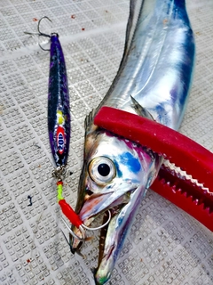 タチウオの釣果