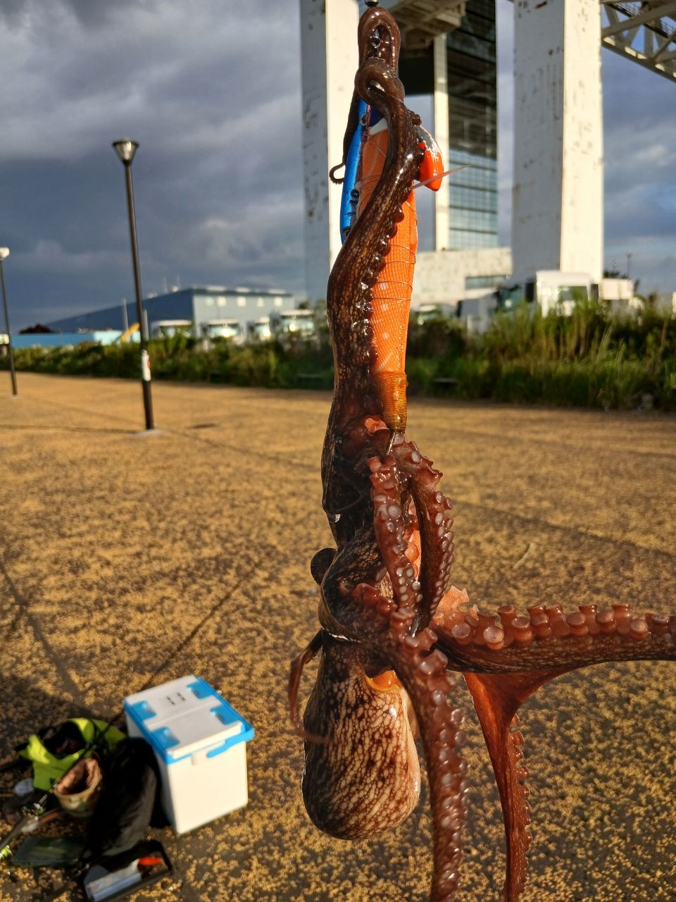マダコ