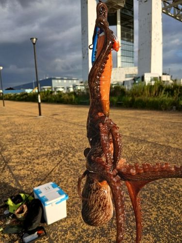 マダコの釣果