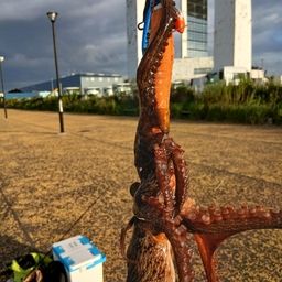 マダコ