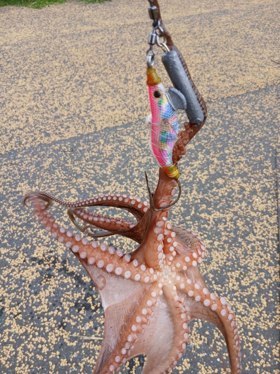 マダコ