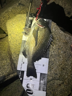 チヌの釣果