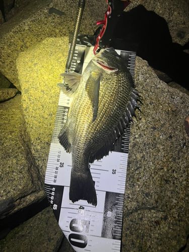 チヌの釣果