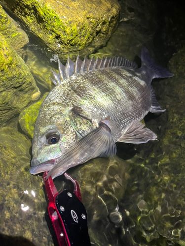 チヌの釣果