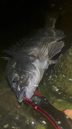 チヌの釣果