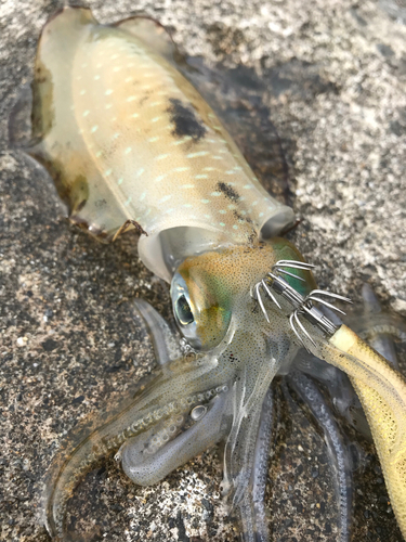 アオリイカの釣果