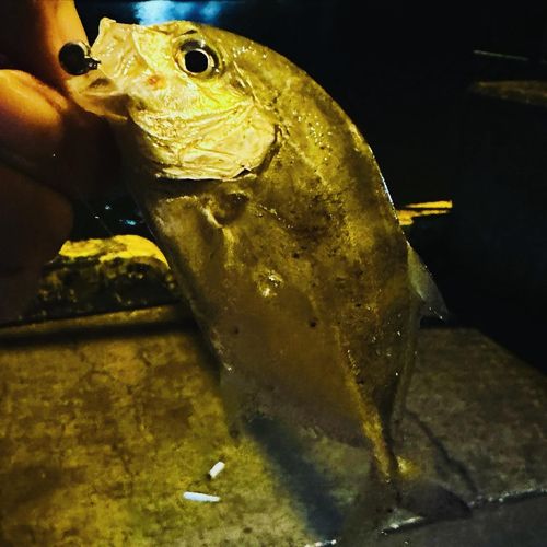 メッキの釣果