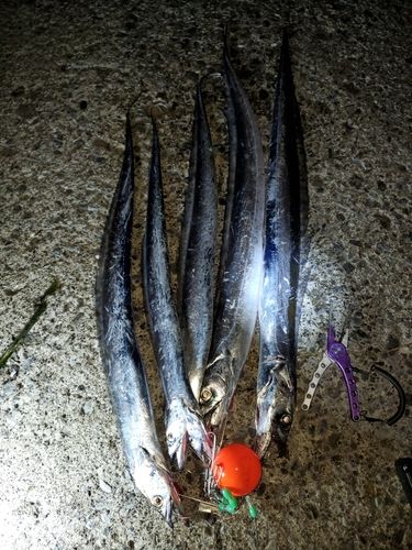 タチウオの釣果