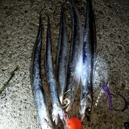 タチウオ