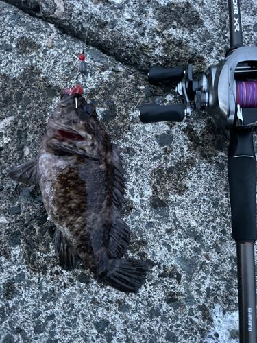 ムラソイの釣果