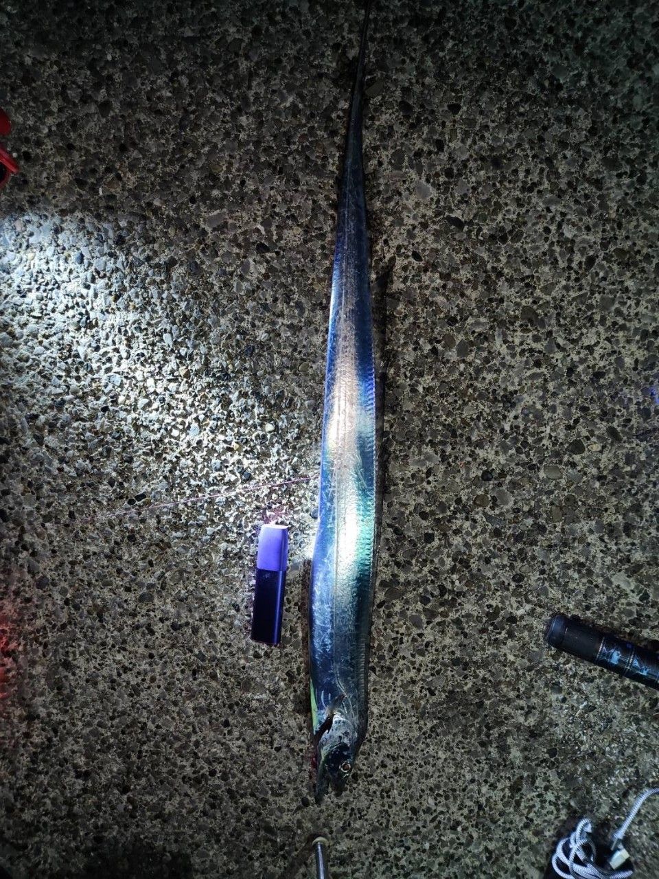タチウオ