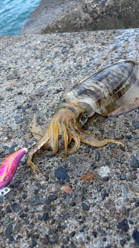 アオリイカの釣果