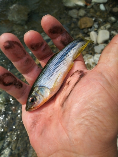 アブラハヤの釣果