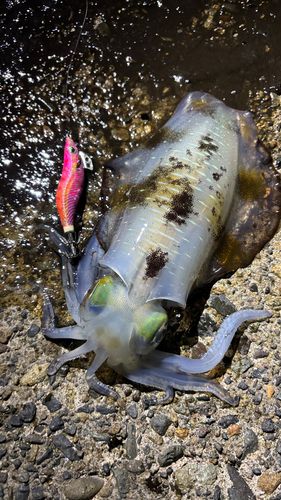 アオリイカの釣果
