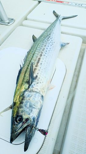 サワラの釣果