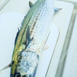 サワラ