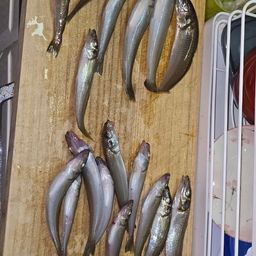 シロギス