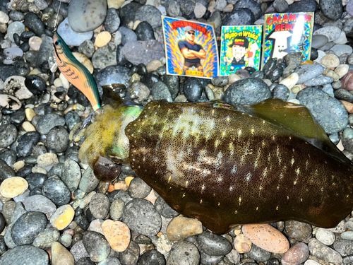 アオリイカの釣果